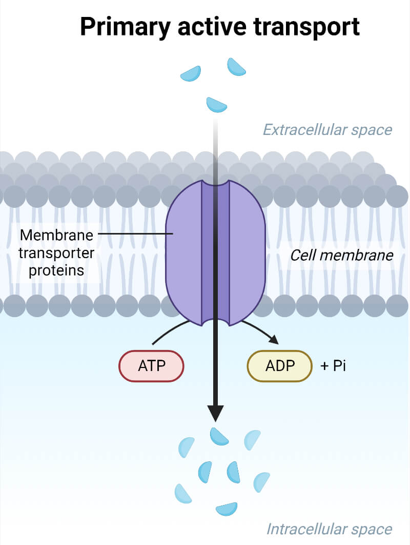 active-transport-definition-ks3