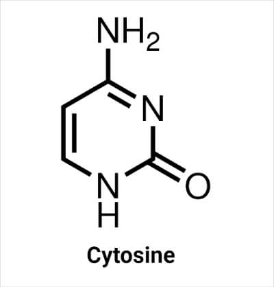 Structure of Cytosine