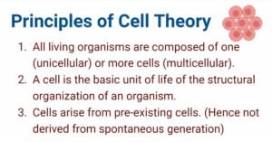 Principles of Cell Theory