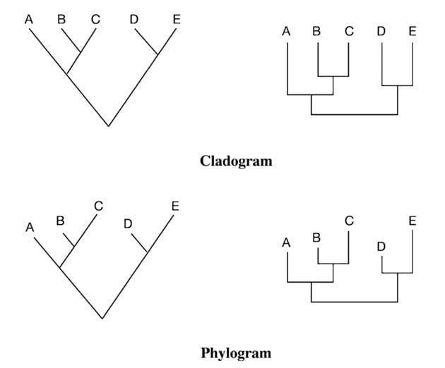 Cladogram and Phylogram