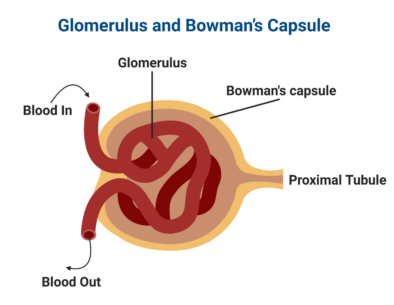 Glomerulus and Bowman’s Capsule