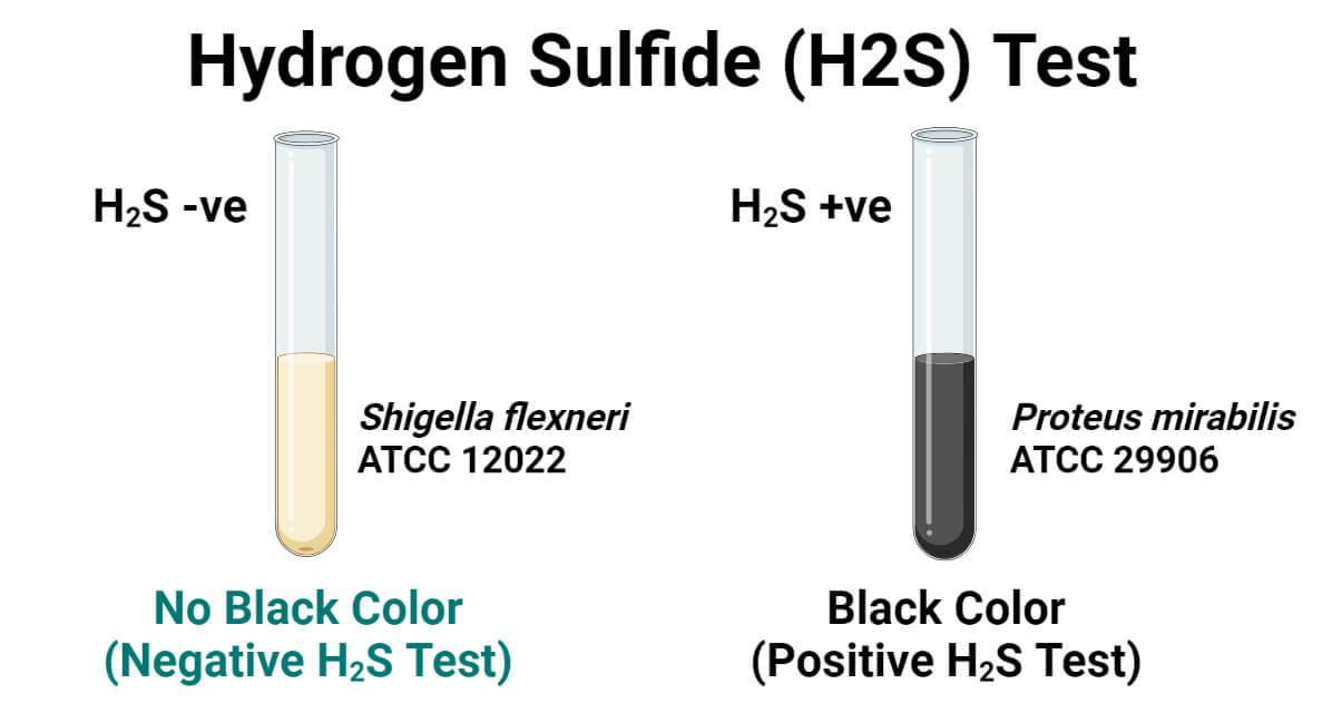 Hydrogen Sulfide (H2S) Test