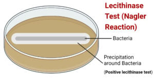 Lecithinase Test (Nagler's Reaction)