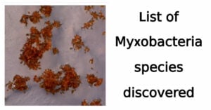 List of Myxobacteria species discovered