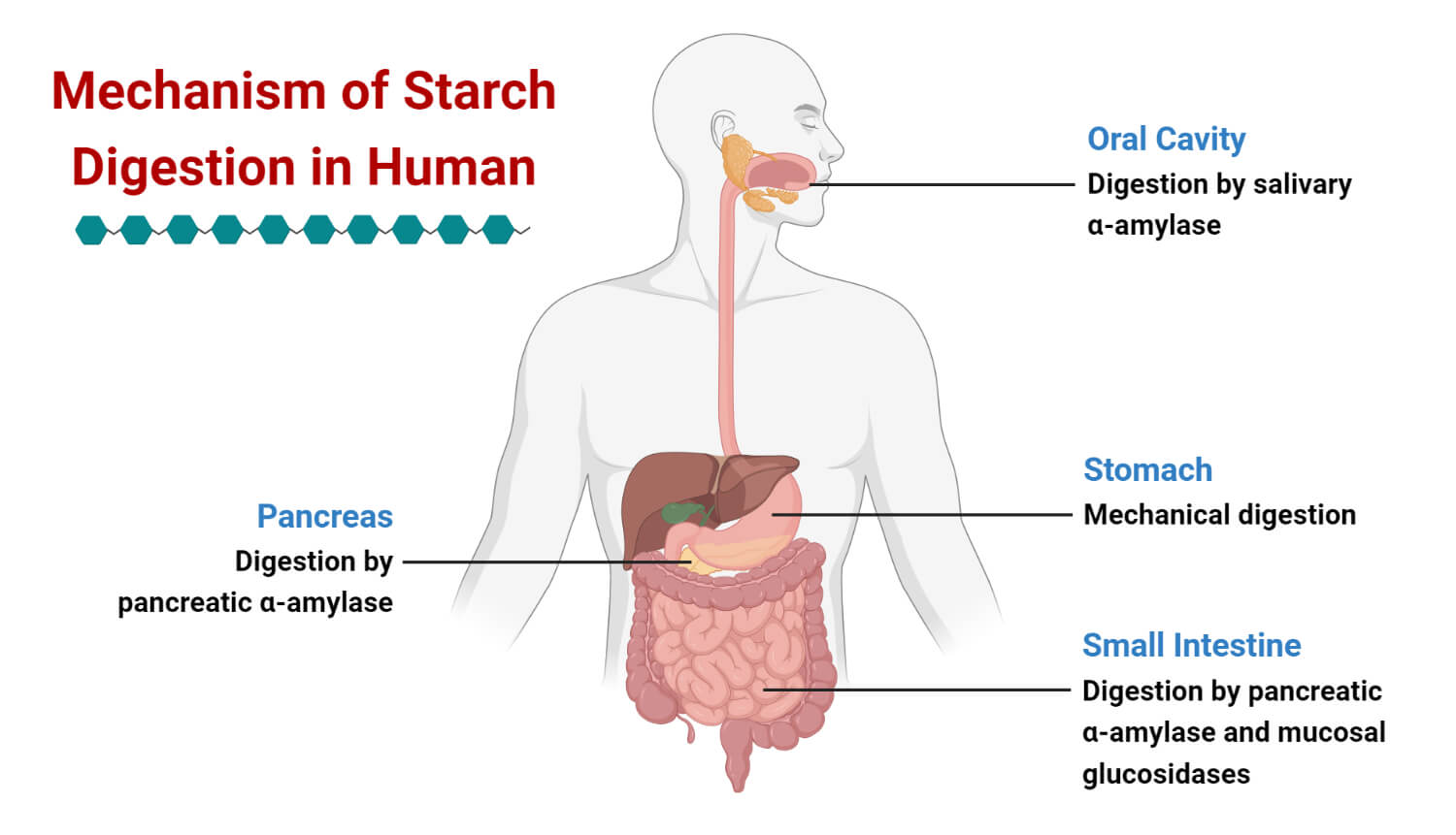 Mechanism of Starch Digestion