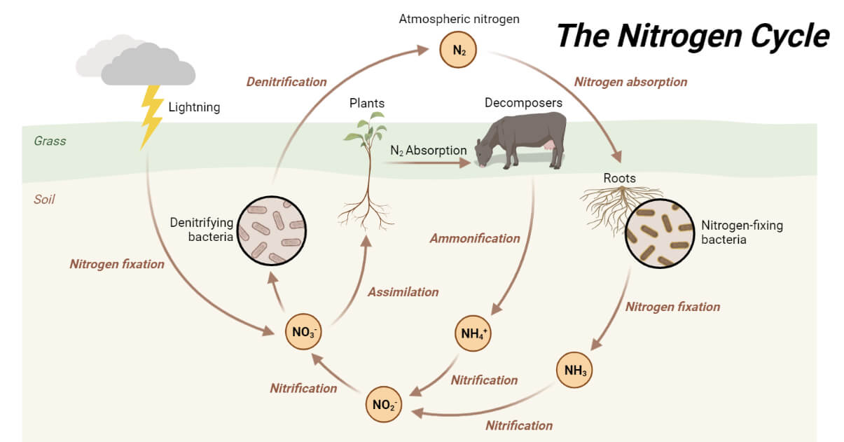 Nitrogen Cycle- Definition, Steps, Process, Significance
