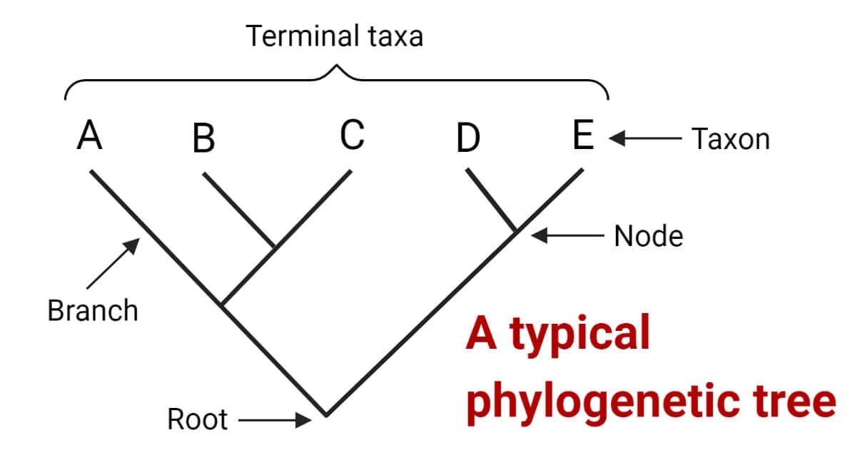 Phylogenetic Tree Parts