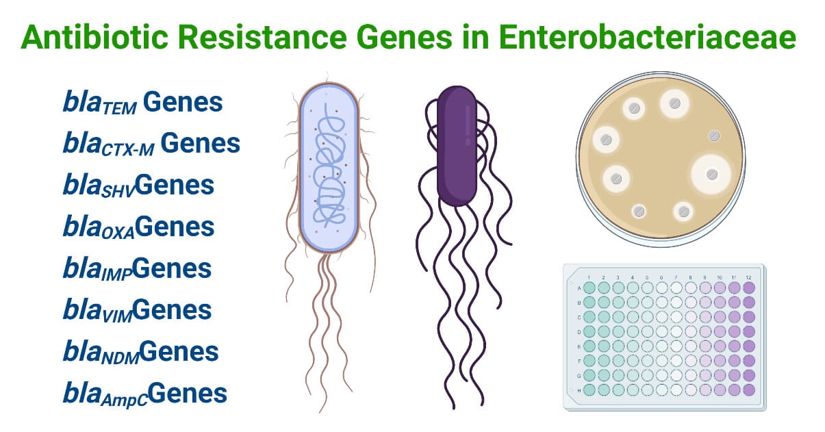 Antibiotic Resistance Genes in Enterobacteriaceae