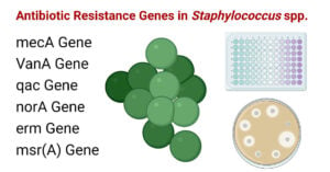 Antibiotic Resistance Genes in Staphylococcus spp.