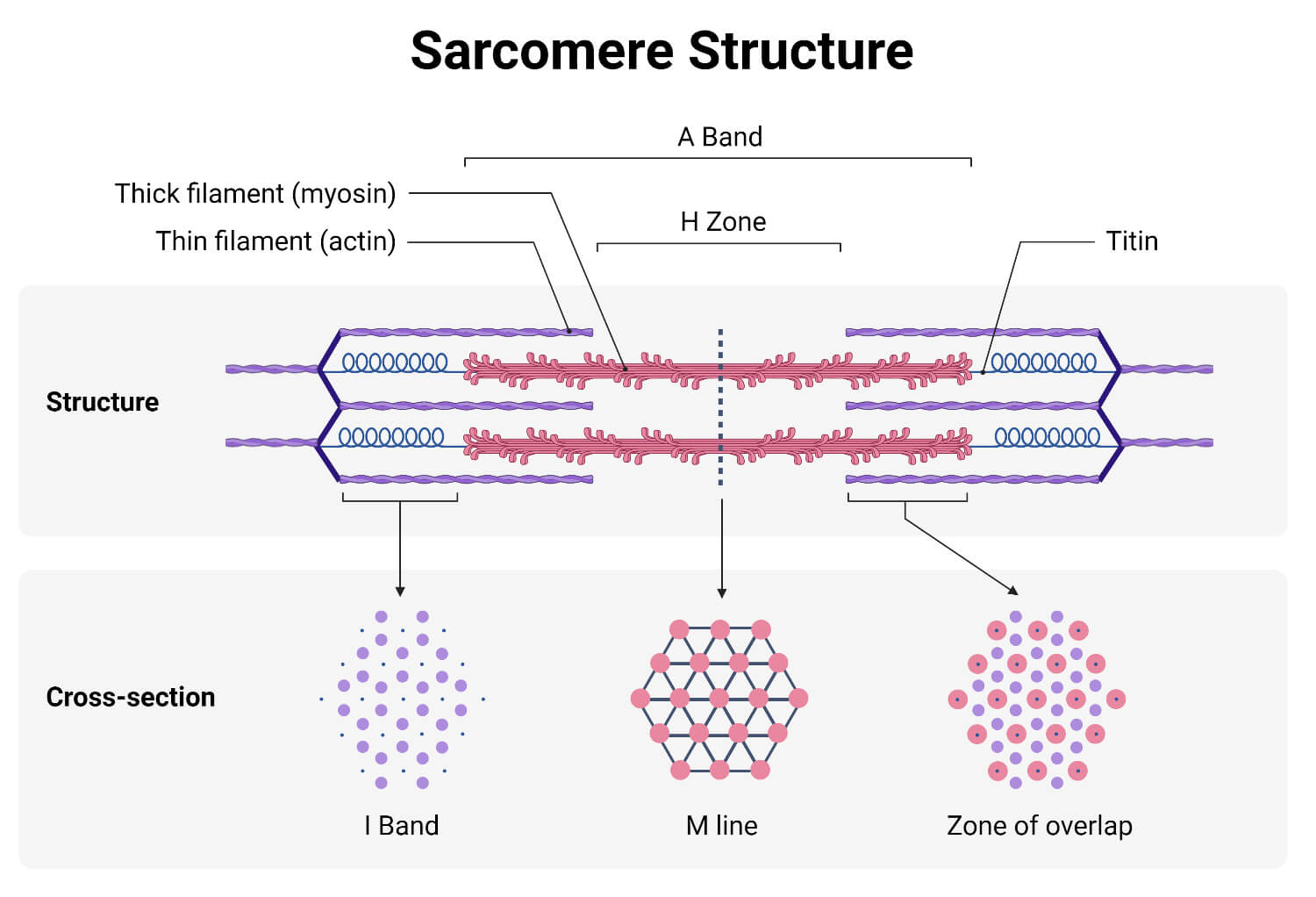 Sarcomere Structure- Actin and Myosin