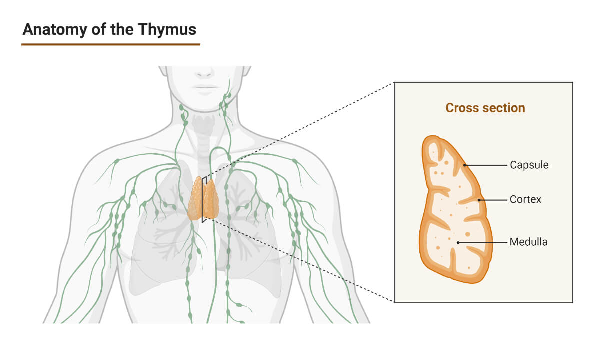 Anatomy of the Thymus
