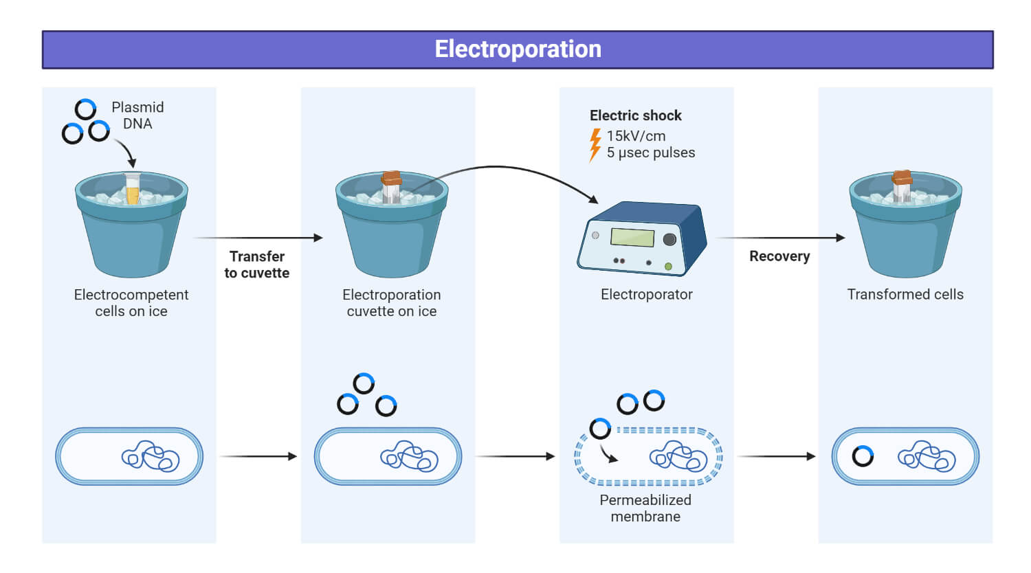 Bacterial Electroporation Transformation Steps