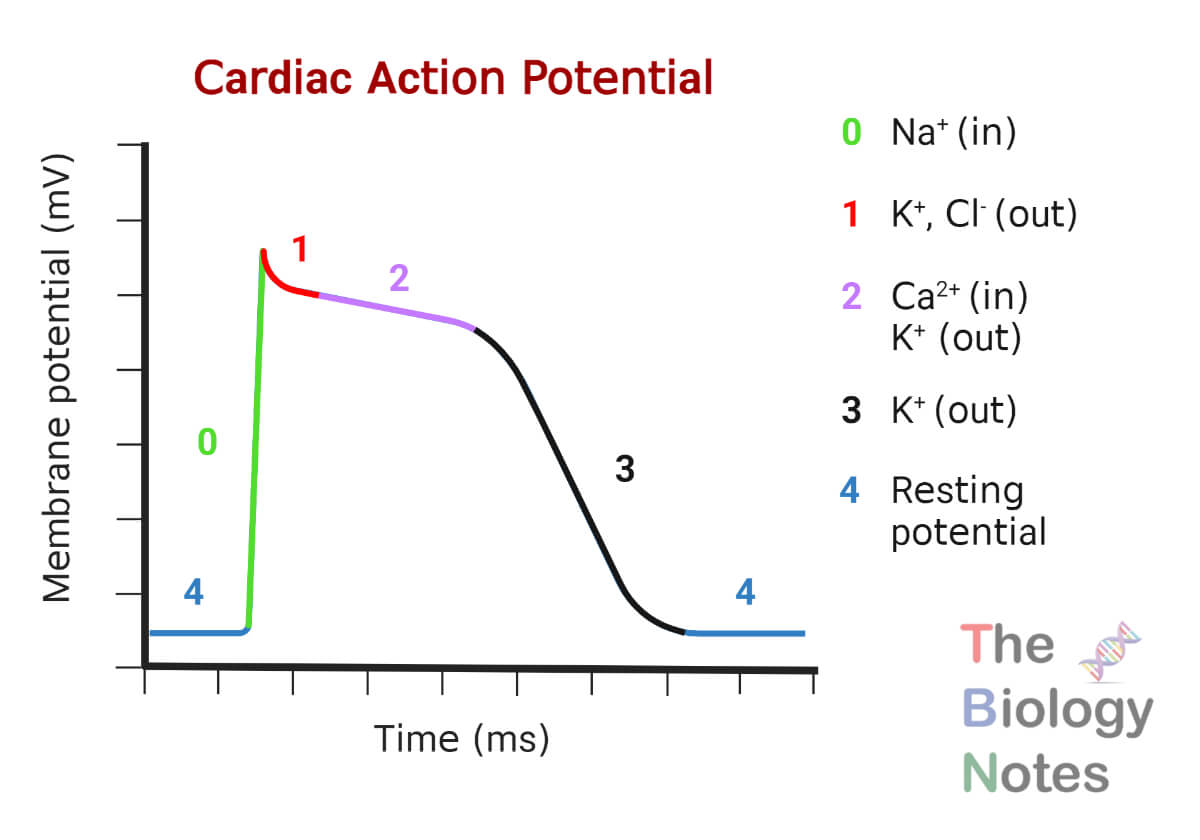 Cardiac Action Potential