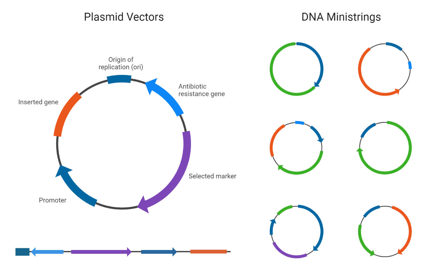 DNA Cloning Vectors
