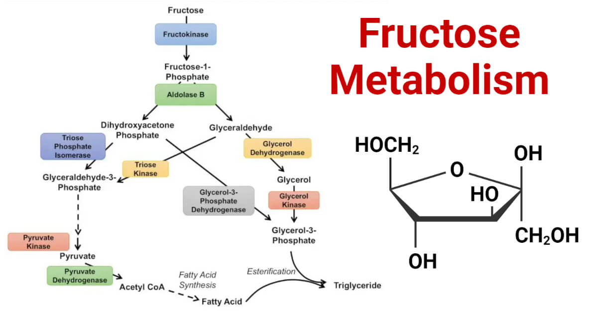 Fructose Structure Diagram Fructose Structure Diagram