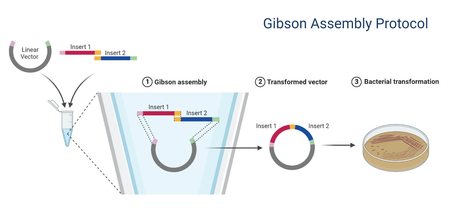 Gibson Assembly Cloning