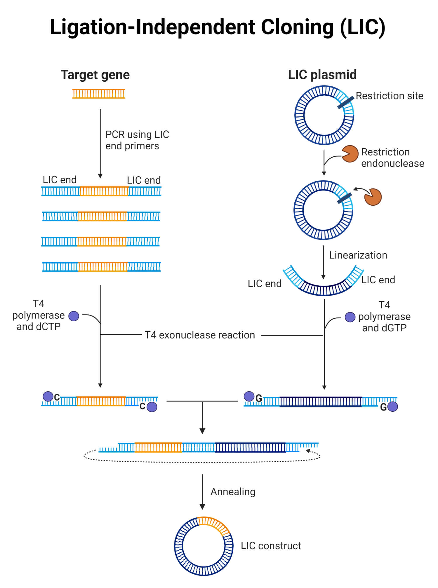 Ligation Independent Cloning (LIC)