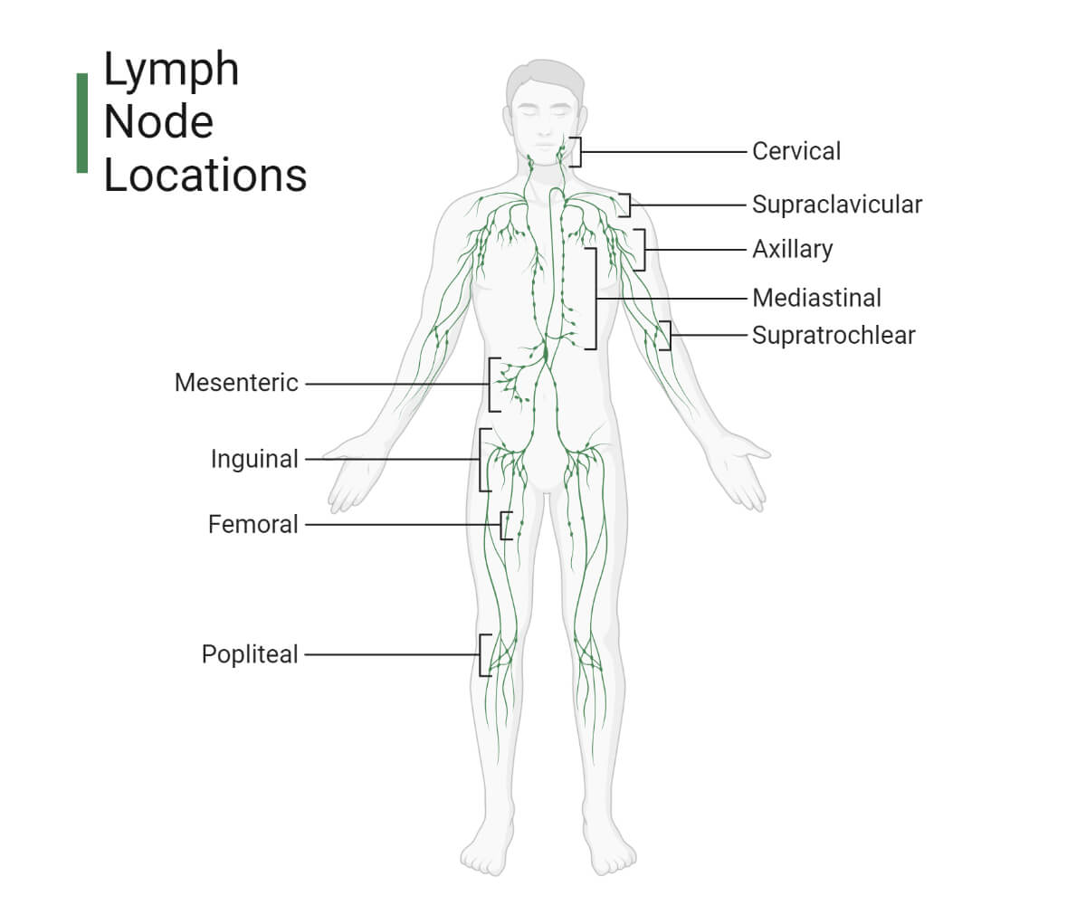 Lymph Node Locations