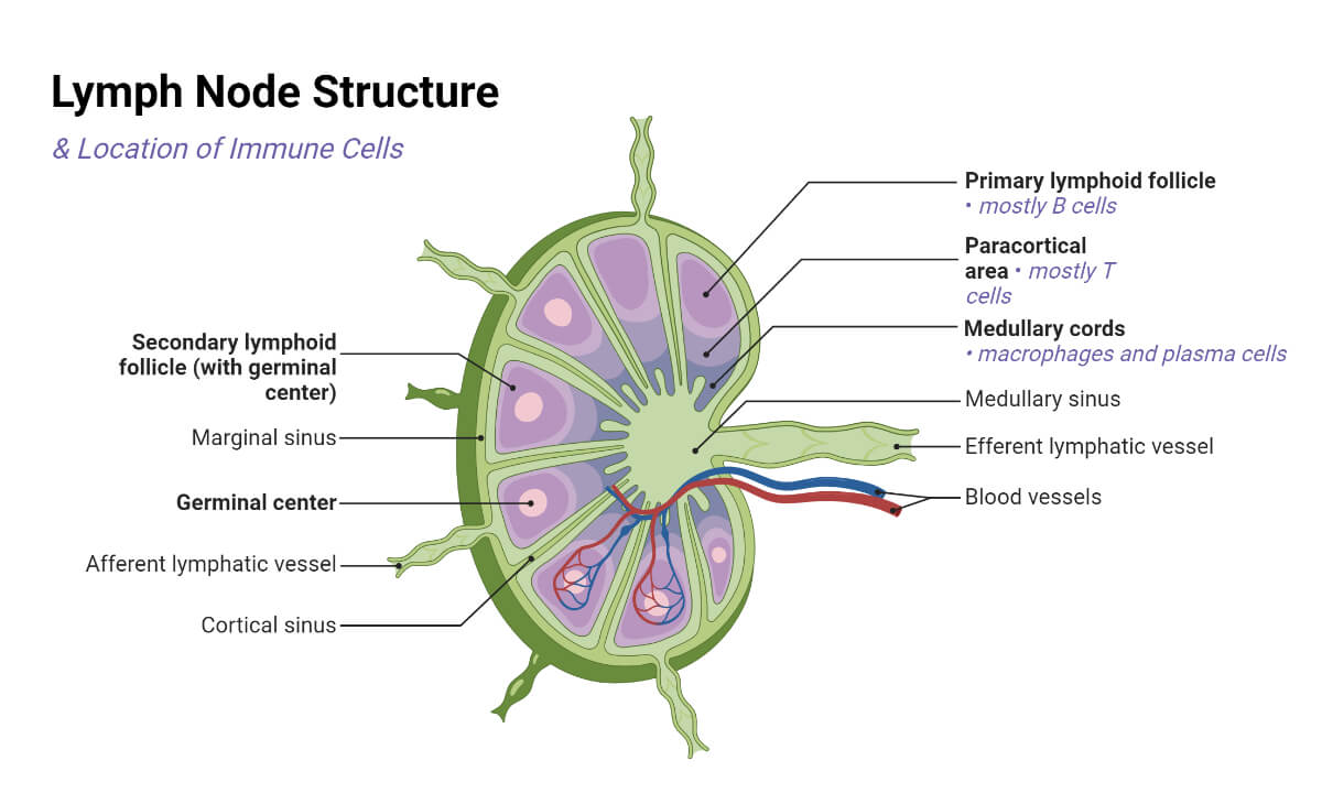 Lymph Node Structure and Location of Immune Cells