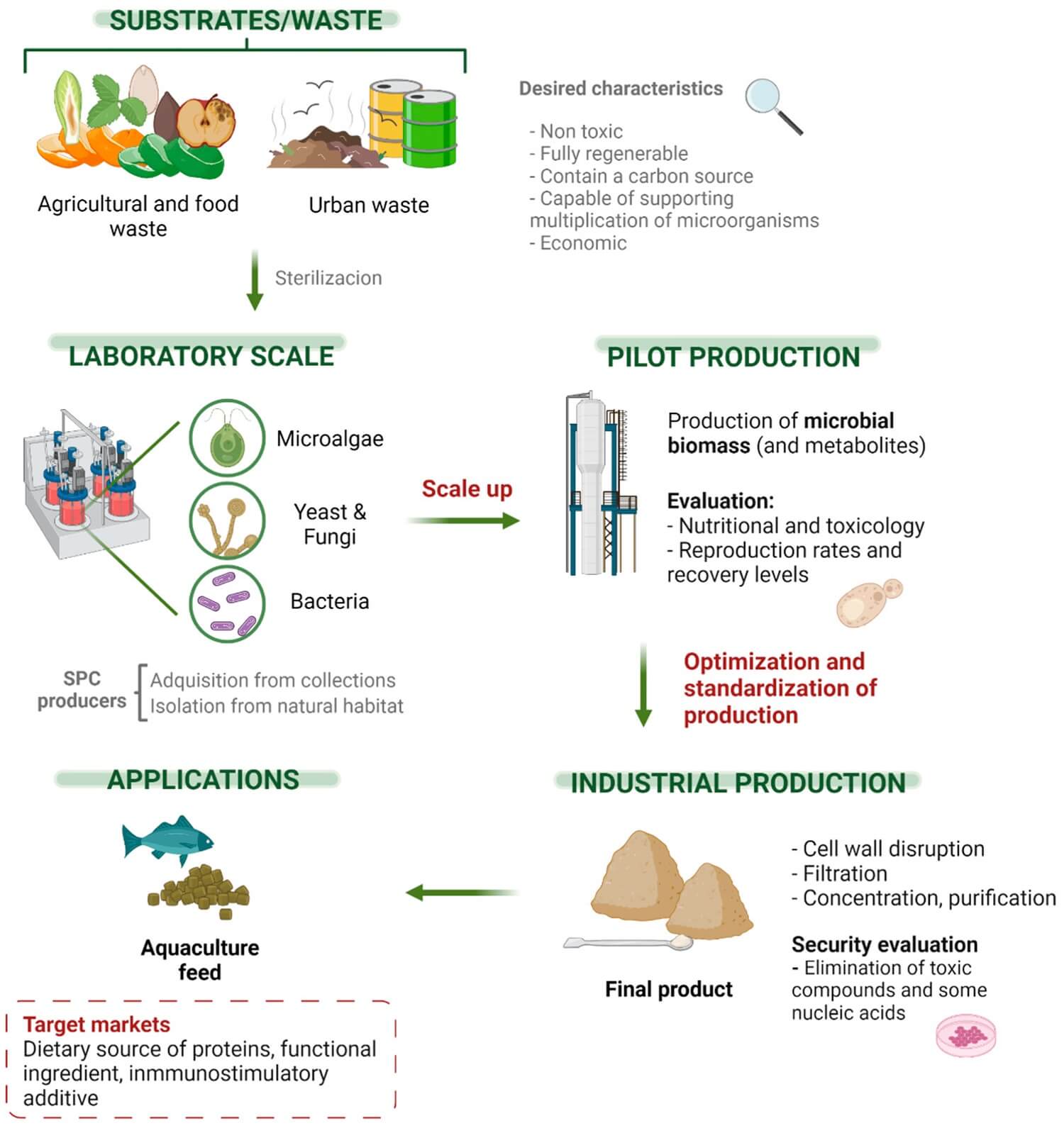 Optimal single-cell protein (SCP) production processes, integrating circular economy approaches.