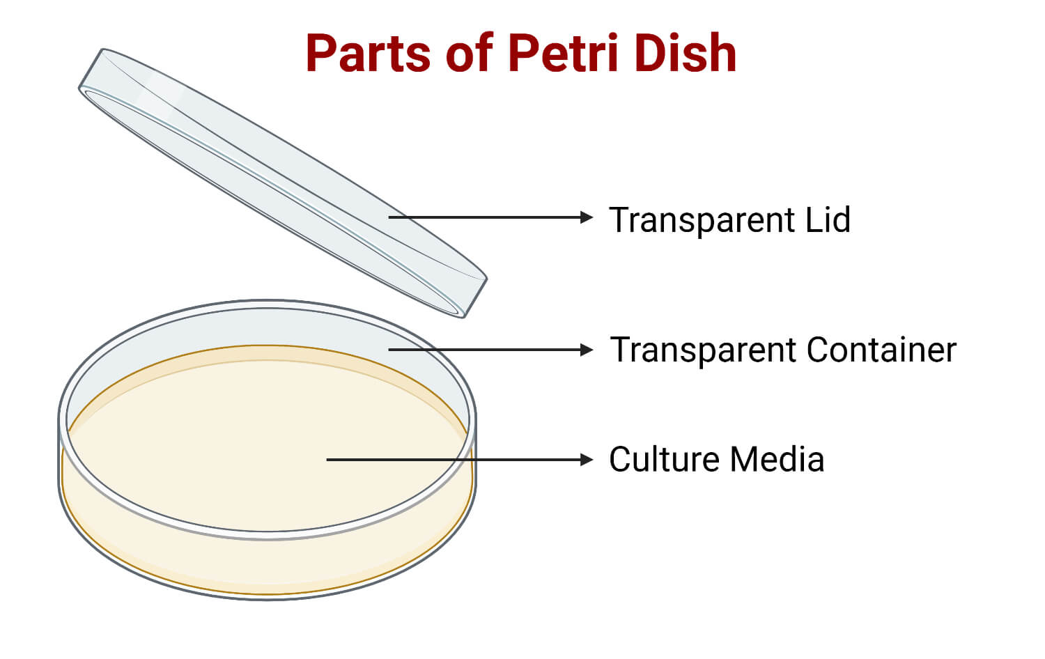 Parts of Petri Dish