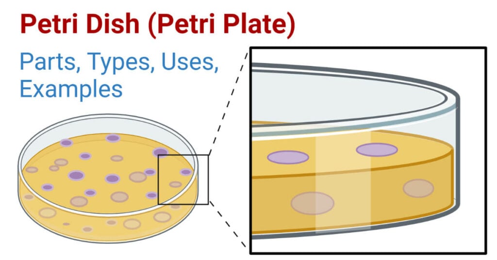 Petri Dish Definition, Parts, Types, Uses, 4 Examples