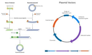 Restriction Enzymes Cloning