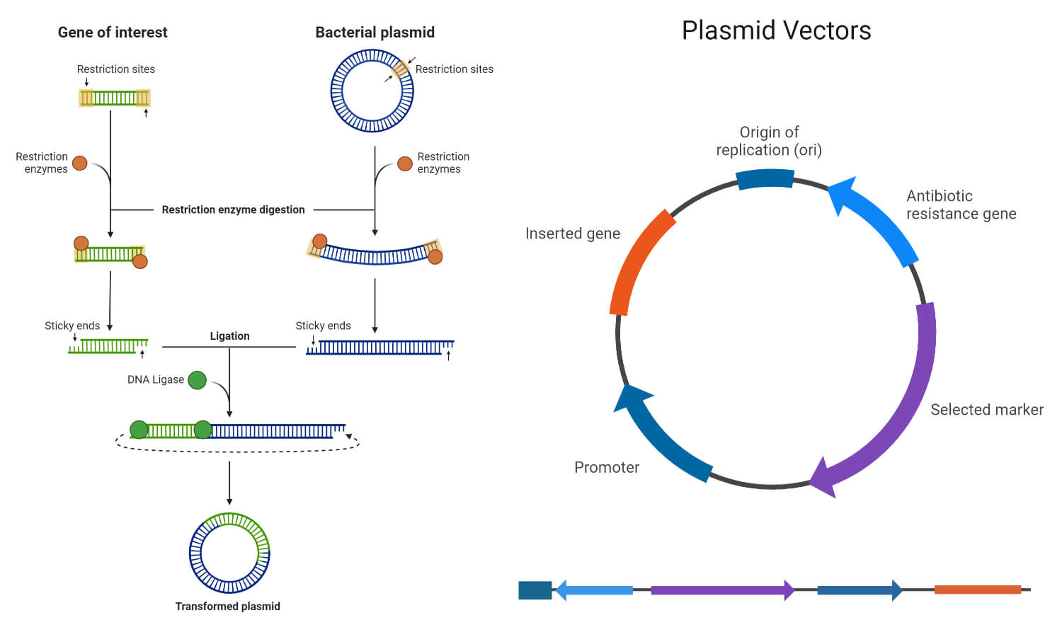 Restriction Enzymes Cloning Steps