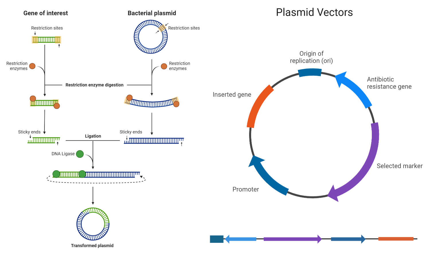 Methods of ligation