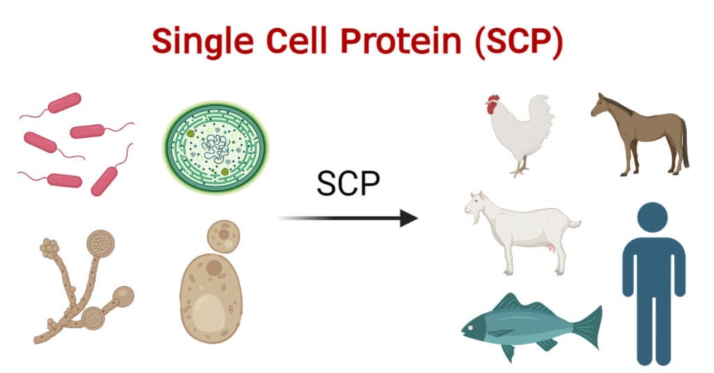 Single Cell Protein (SCP): Microbes, Production, Uses