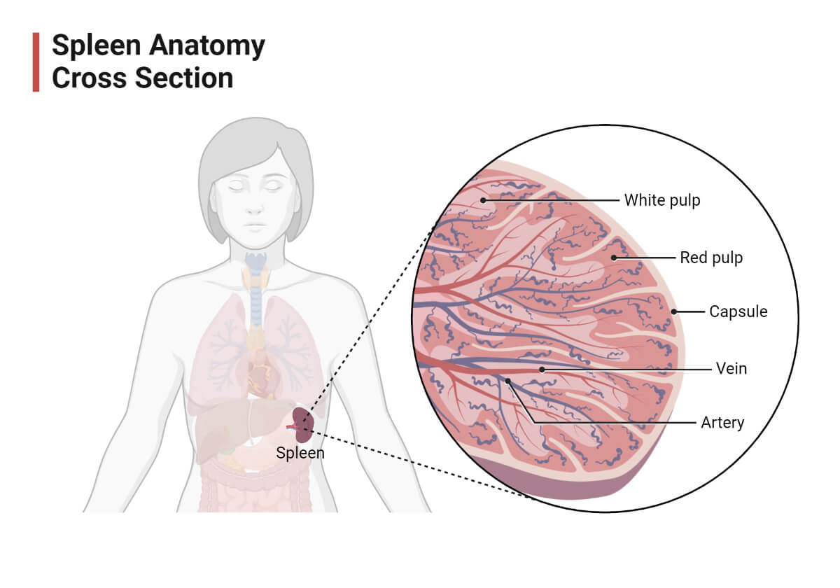 Spleen Anatomy Cross Section