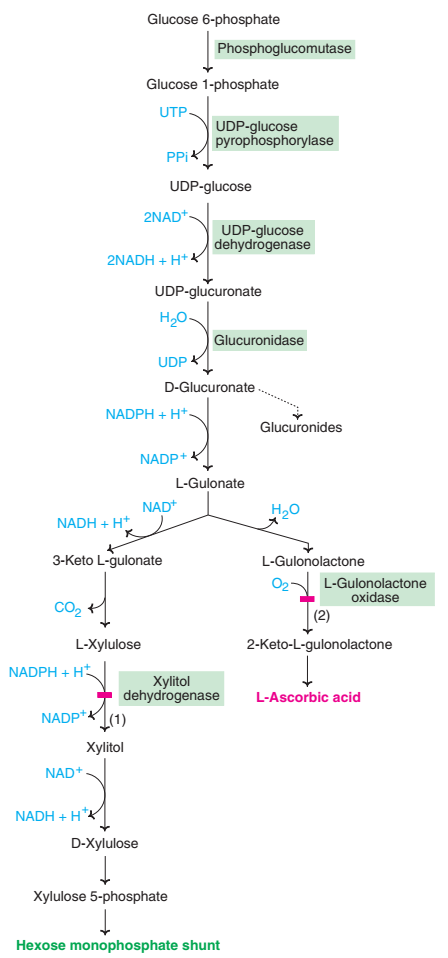 Steps of the Uronic Acid Pathway