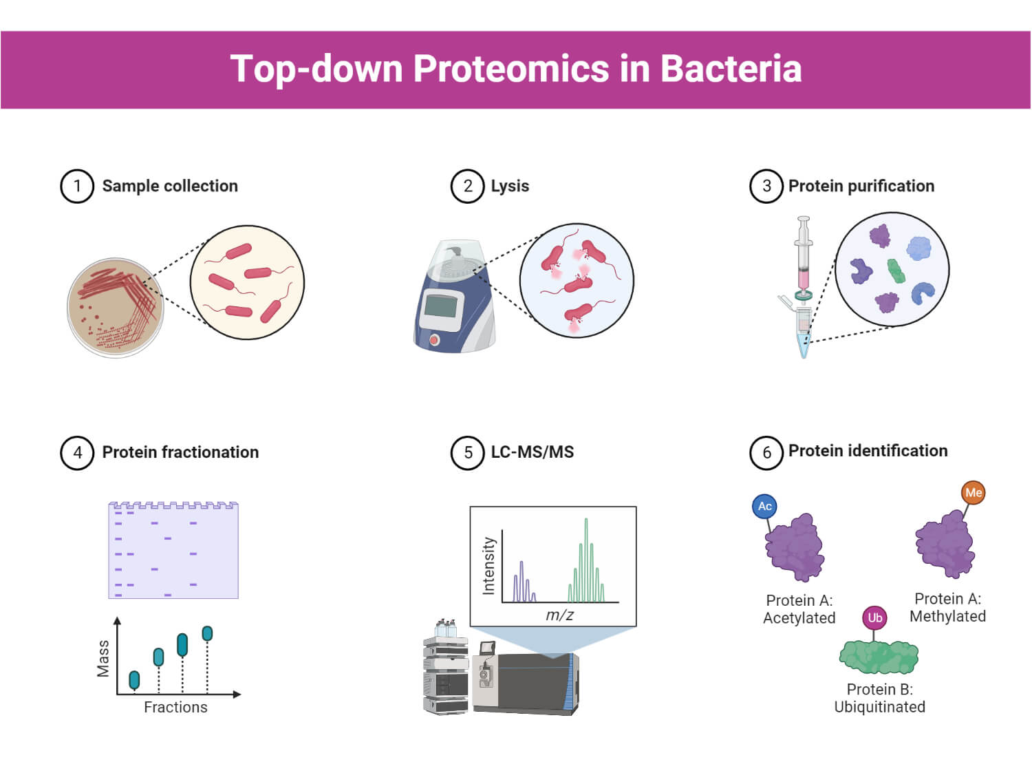Top-down Proteomics of Bacteria