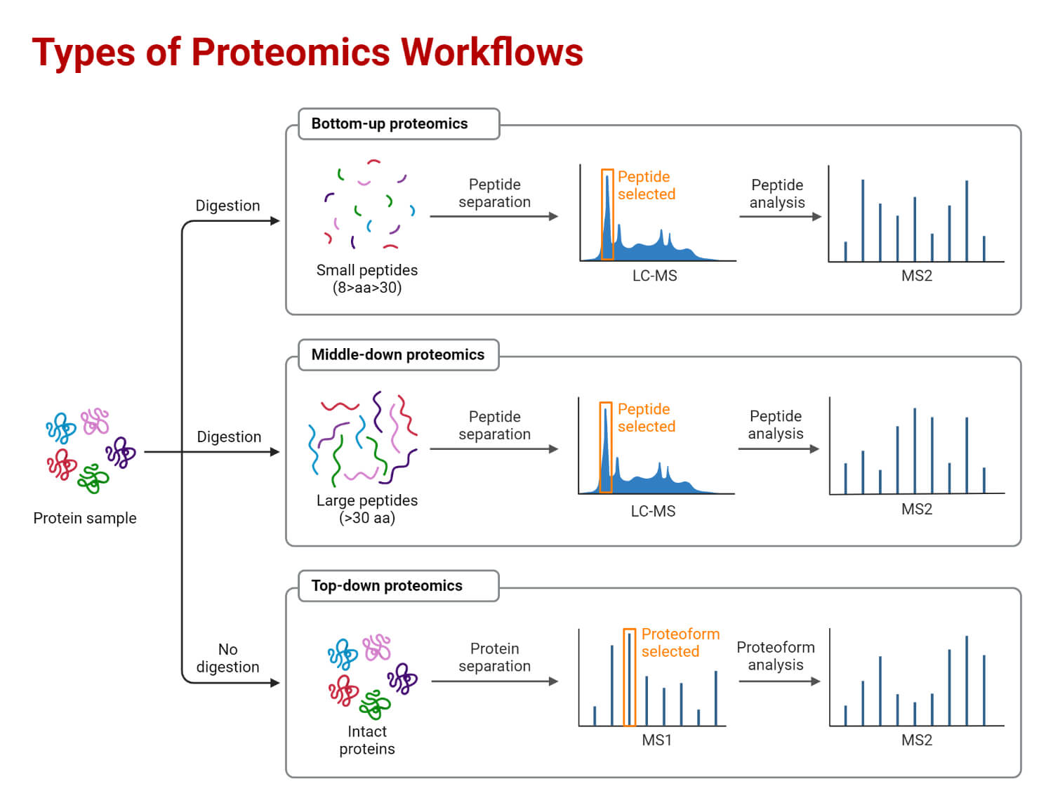 Types of Proteomics Workflows (Bottom-up, Middle-down and Top-down)
