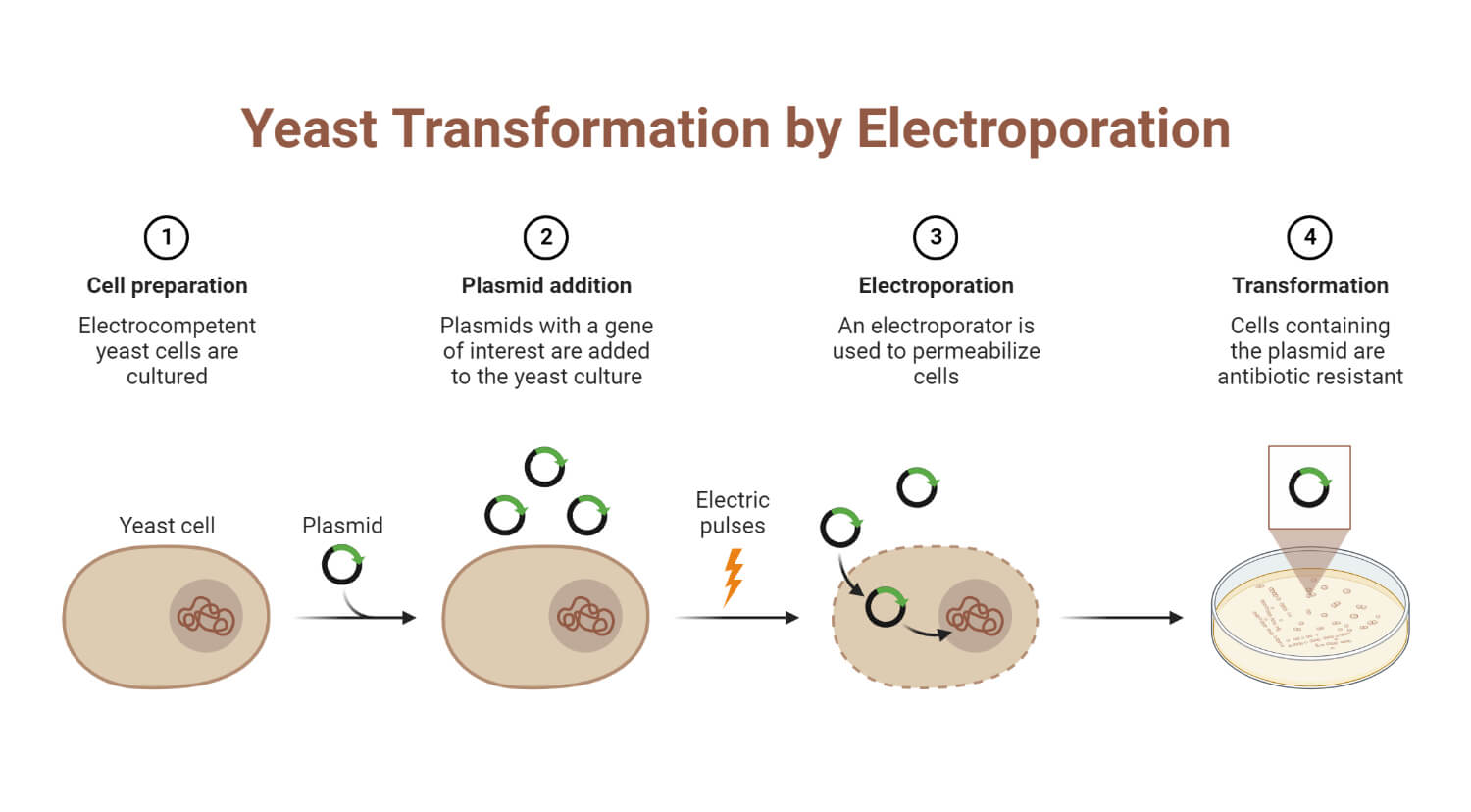 Yeast Transformation by Electroporation