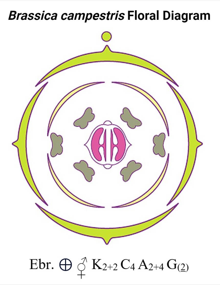 Brassicaceae Family Floral Diagram