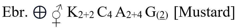 Brassicaceae Family Floral Formula