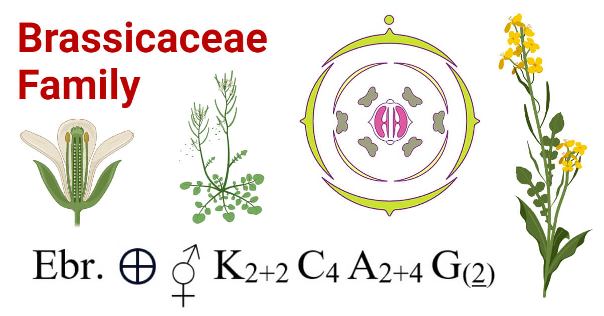 Brassica Rapa Diagram Brassica Rapa Diagram