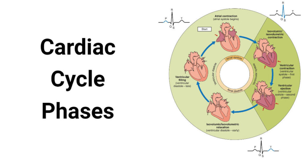 Cardiac Cycle and its 5 Phases