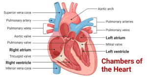 Chambers of the Heart