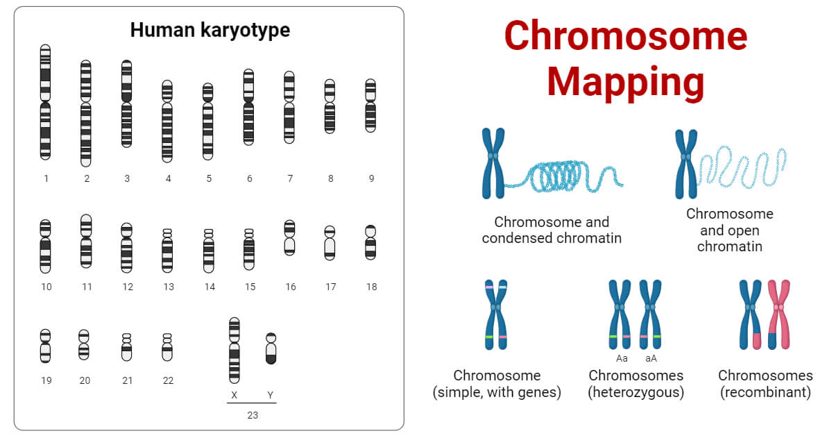 Linkage Mapping in Genetics