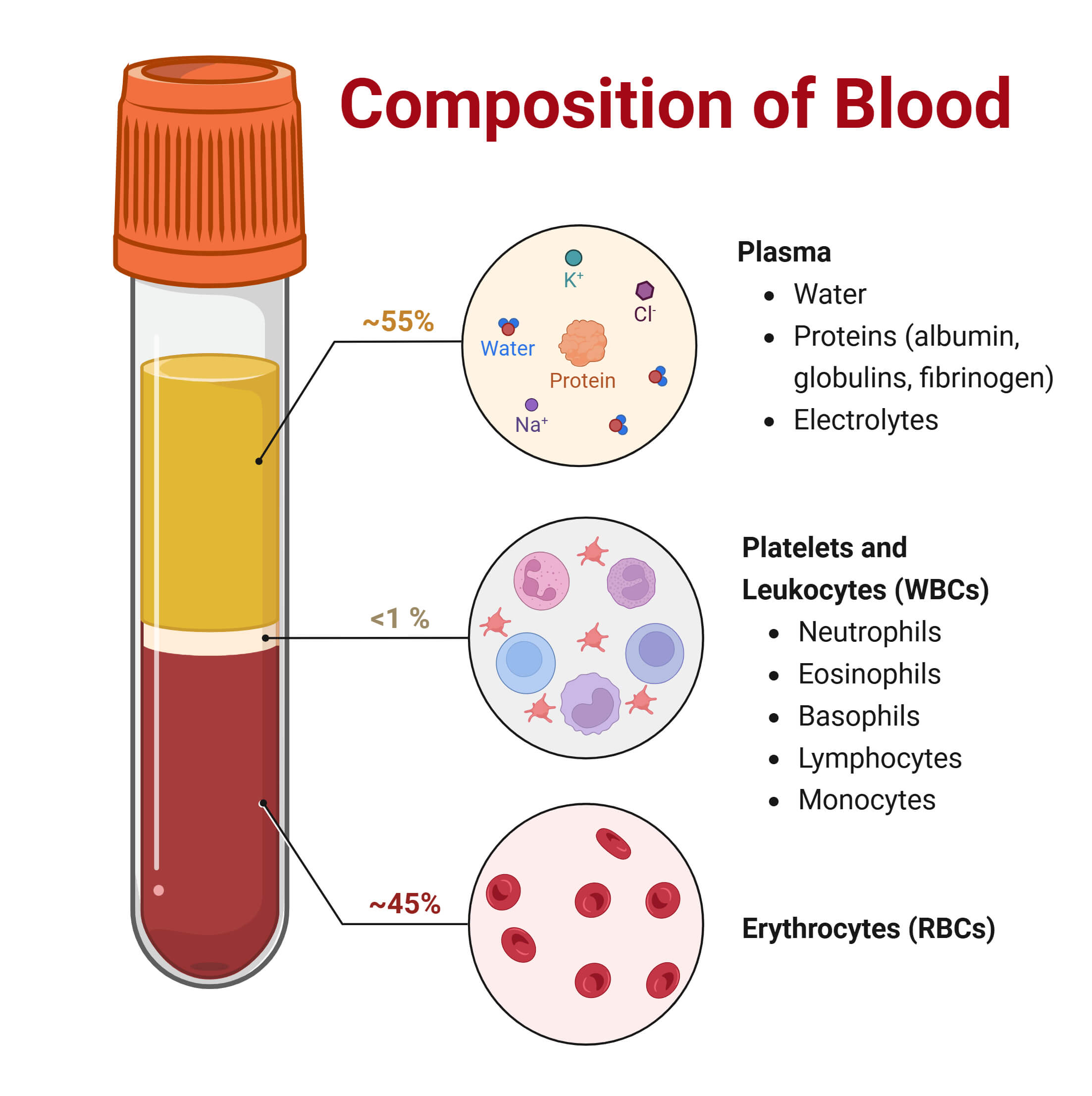 Composition of Blood Composition of Blood