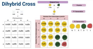 Dihybrid Cross