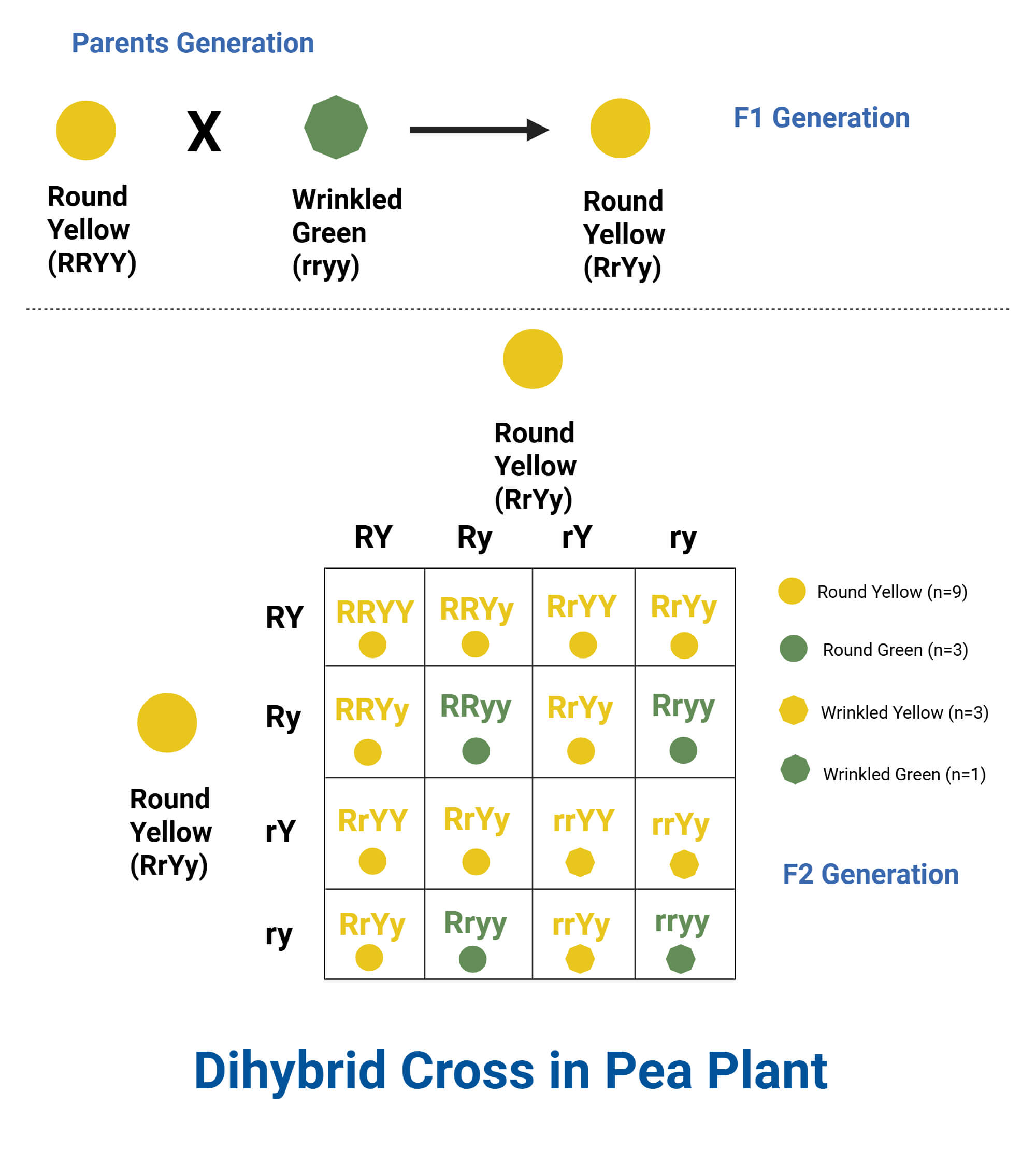 Examples Of Dihybrid Cross Problems