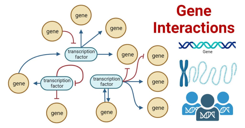 gene-interactions-types-examples-mapping-significances