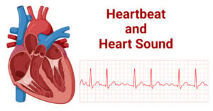 Heartbeat Phases and Heart Sound Types