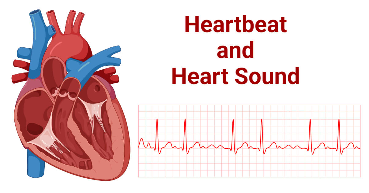 Heartbeat Phases and Heart Sound Types