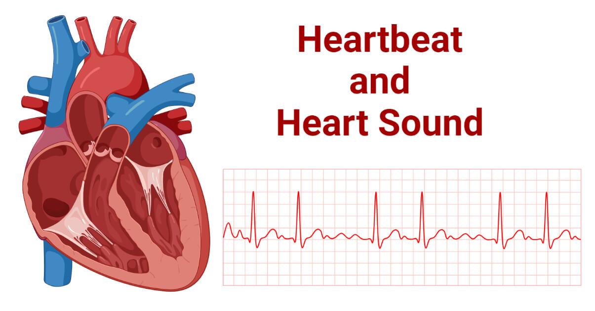 Heartbeat Phases And Heart Sound Types