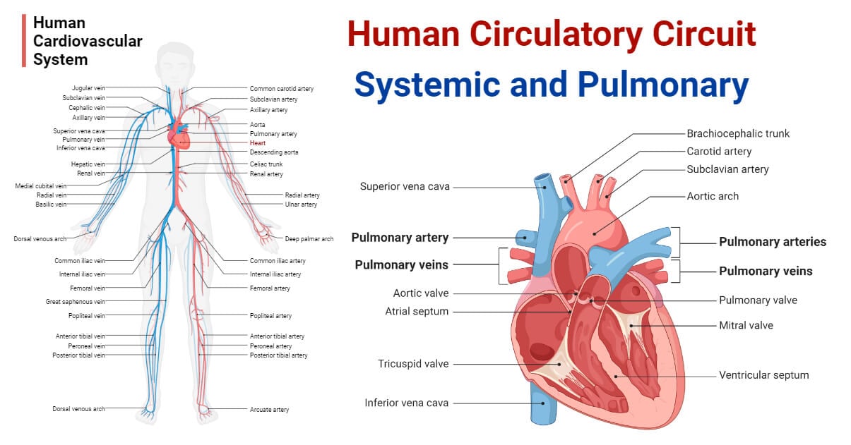 Human Circulatory Circuit- Systemic and Pulmonary