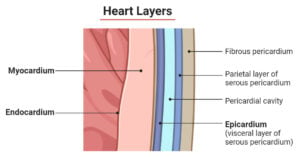 Layers of the Heart